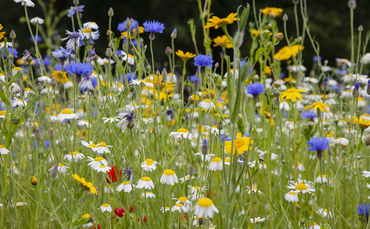 ‘science-based,-transparent-and-verifiable’:-green-charities-agree-on-principles-for-nature-markets ‘science-based,-transparent-and-verifiable’:-green-charities-agree-on-principles-for-nature-markets